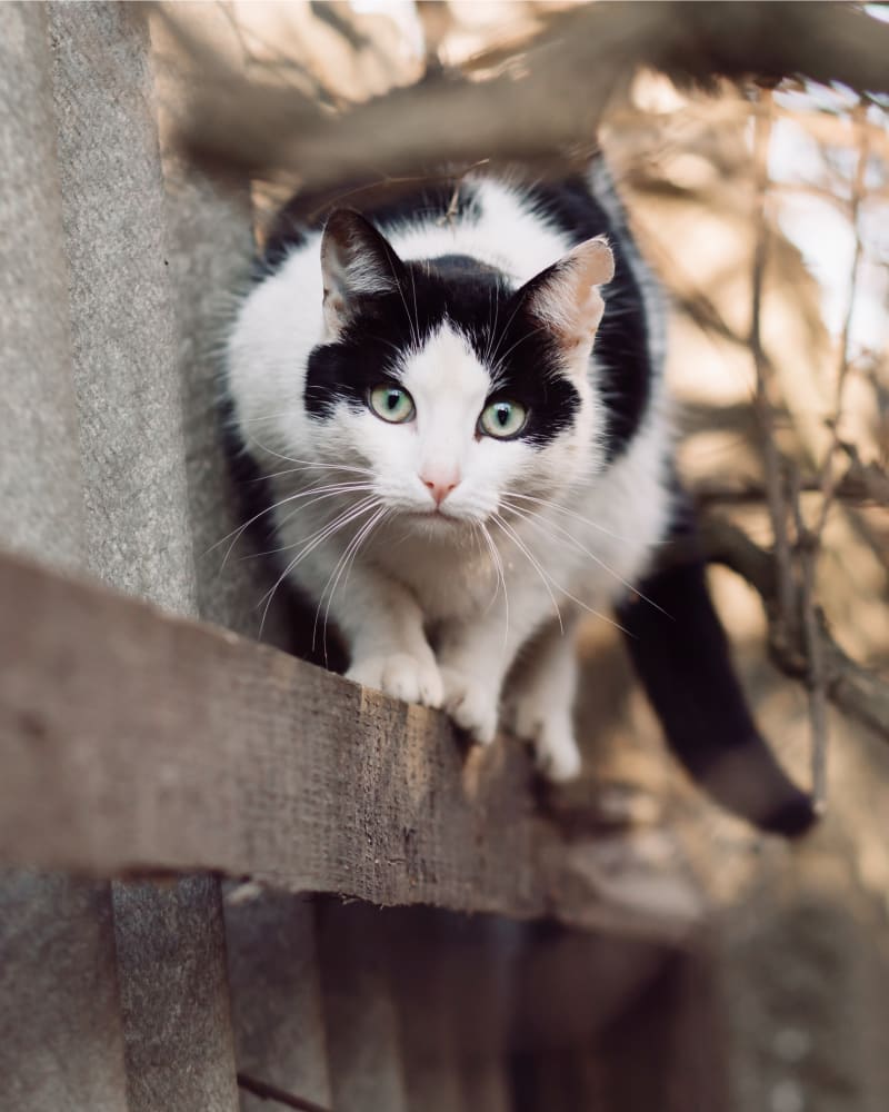 Stoney Pointe Pet Hospital | Rochester Vets